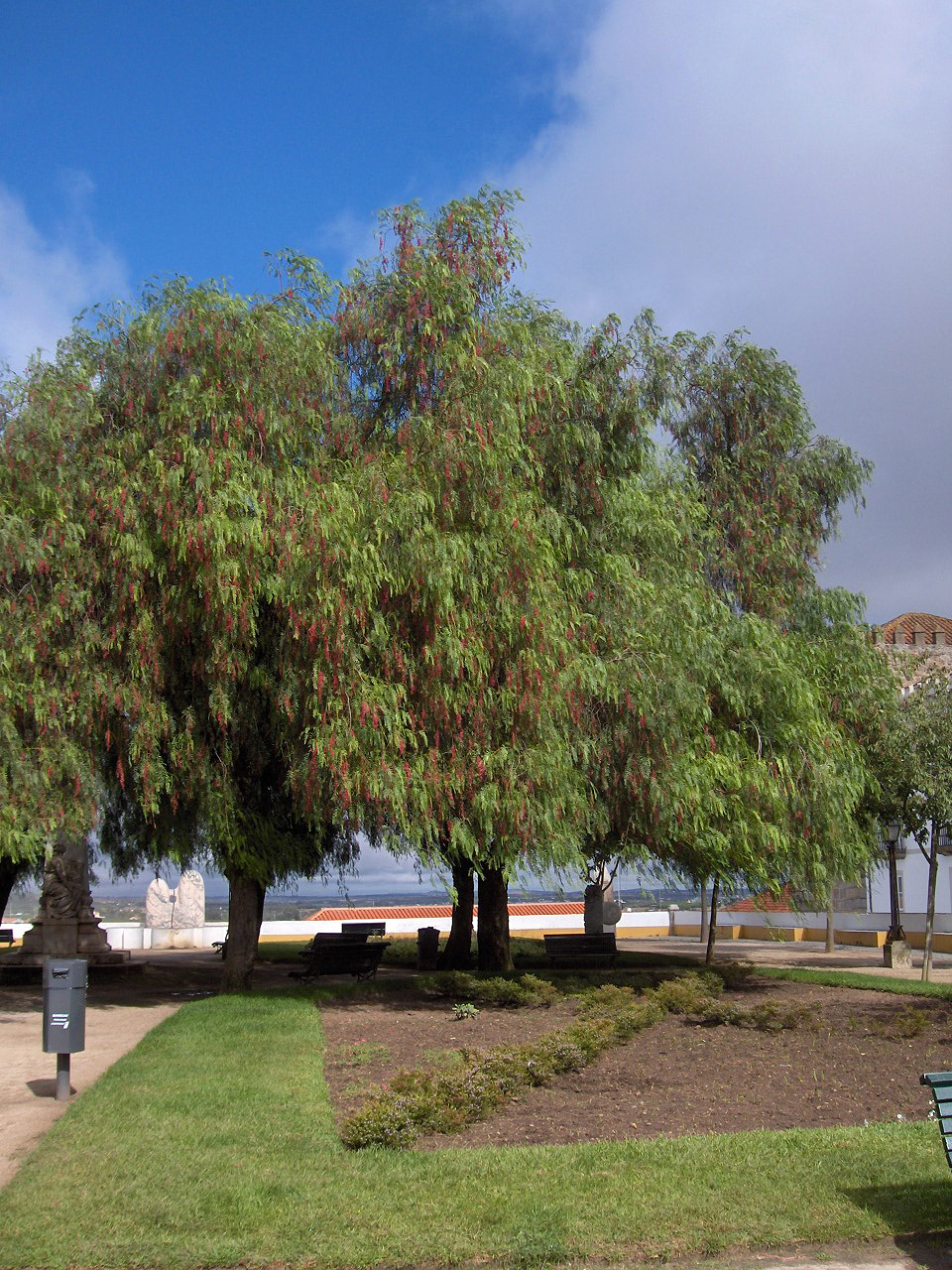 Árbol Molle