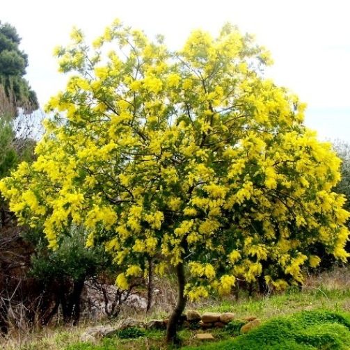 Árbol Acacia