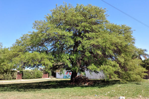 Árbol Algarrobo