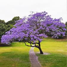 Árbol Jacarandá