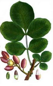 Hoja y Fruto Pistacho