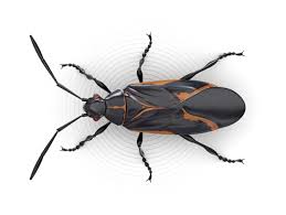 Chinche de arce detalle