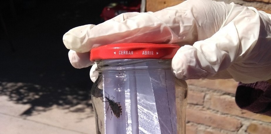 Vinchuca viva dentro de un frasco de vidrio